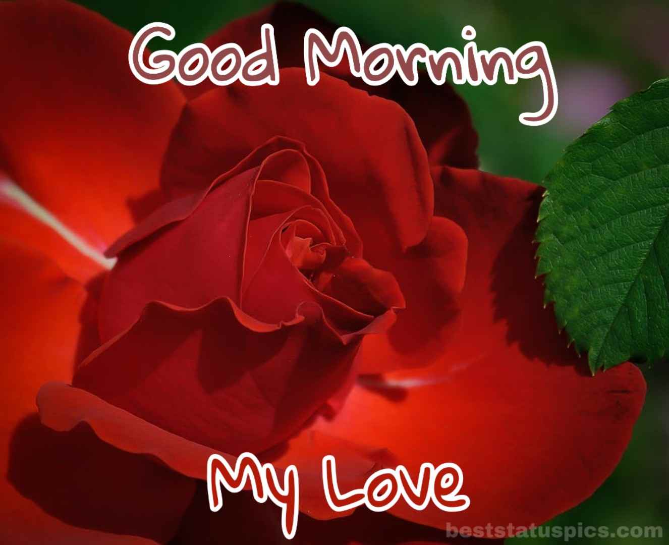 151+ Good Morning Romantic Red Rose Images and Pics | Best Status Pics
