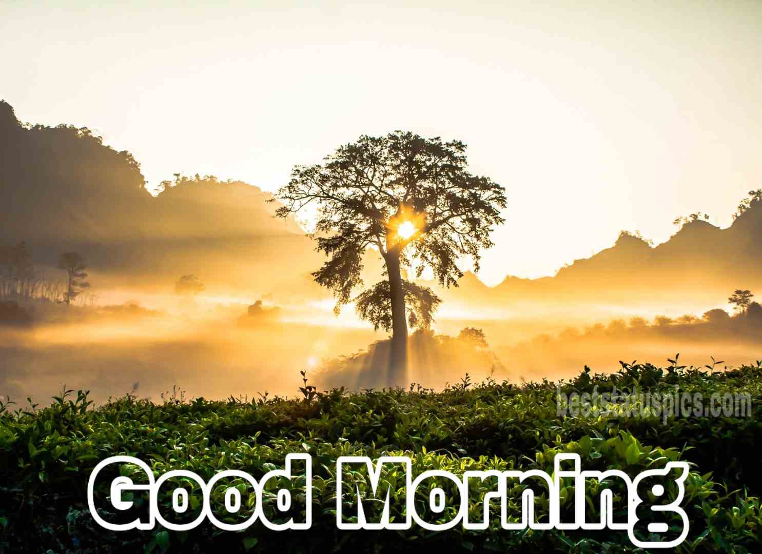 Good Morning Sunrise Images For Whatsapp Dp Status 2020 Best