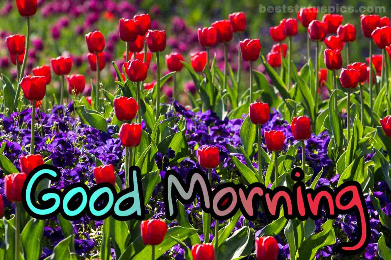 Good Morning Images With Beautiful Flowers Best Status Pics