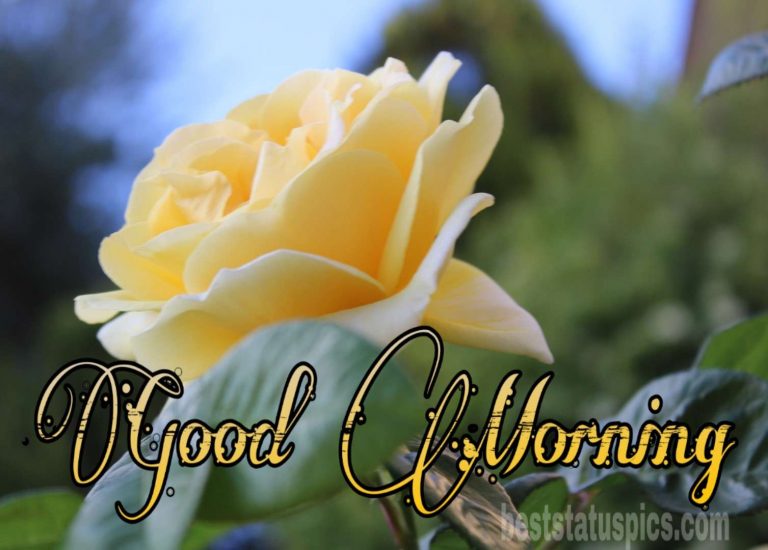 51+ Beautiful Good Morning Yellow Rose Images HD [2024] Best Status Pics