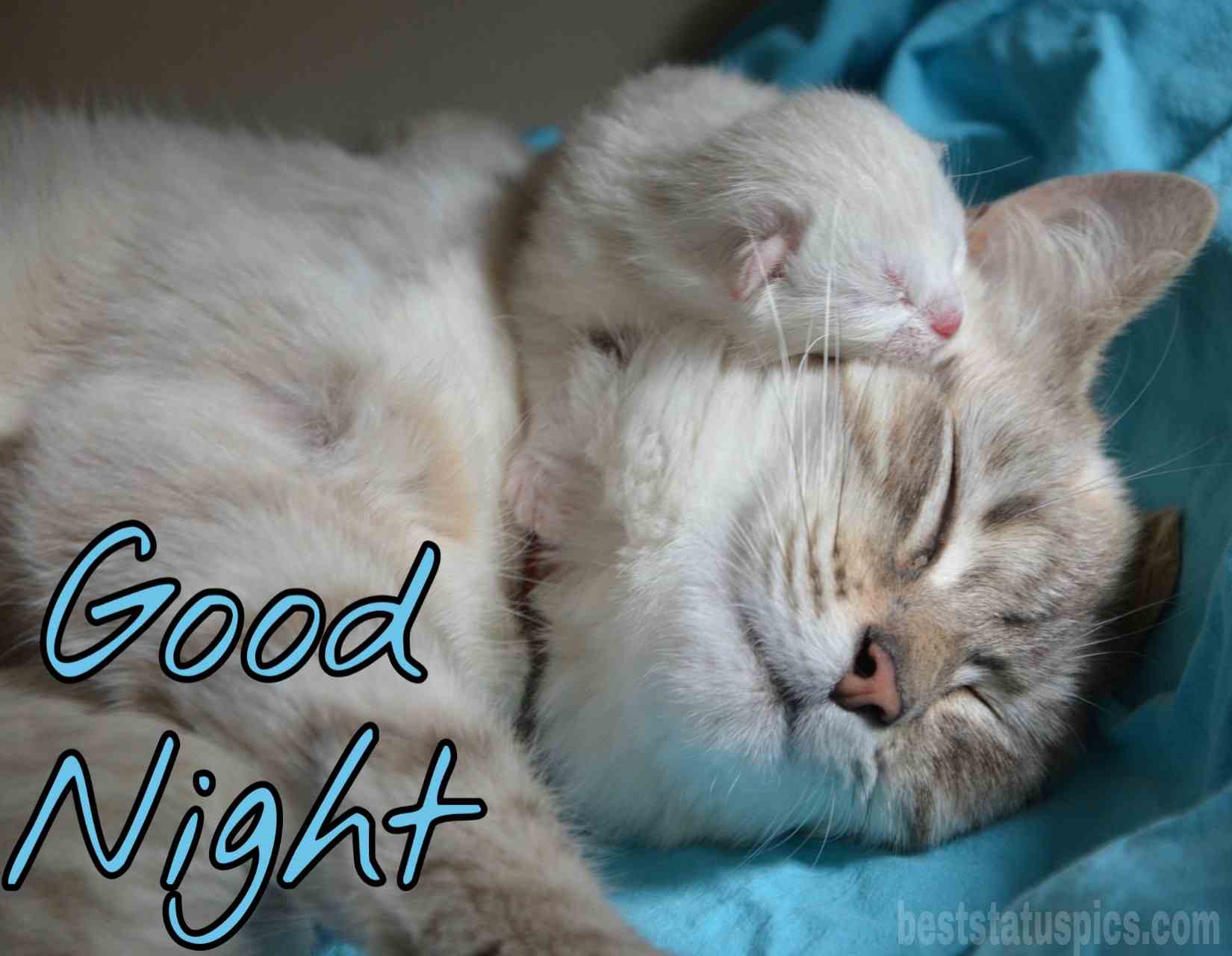 Cat Good Night Images