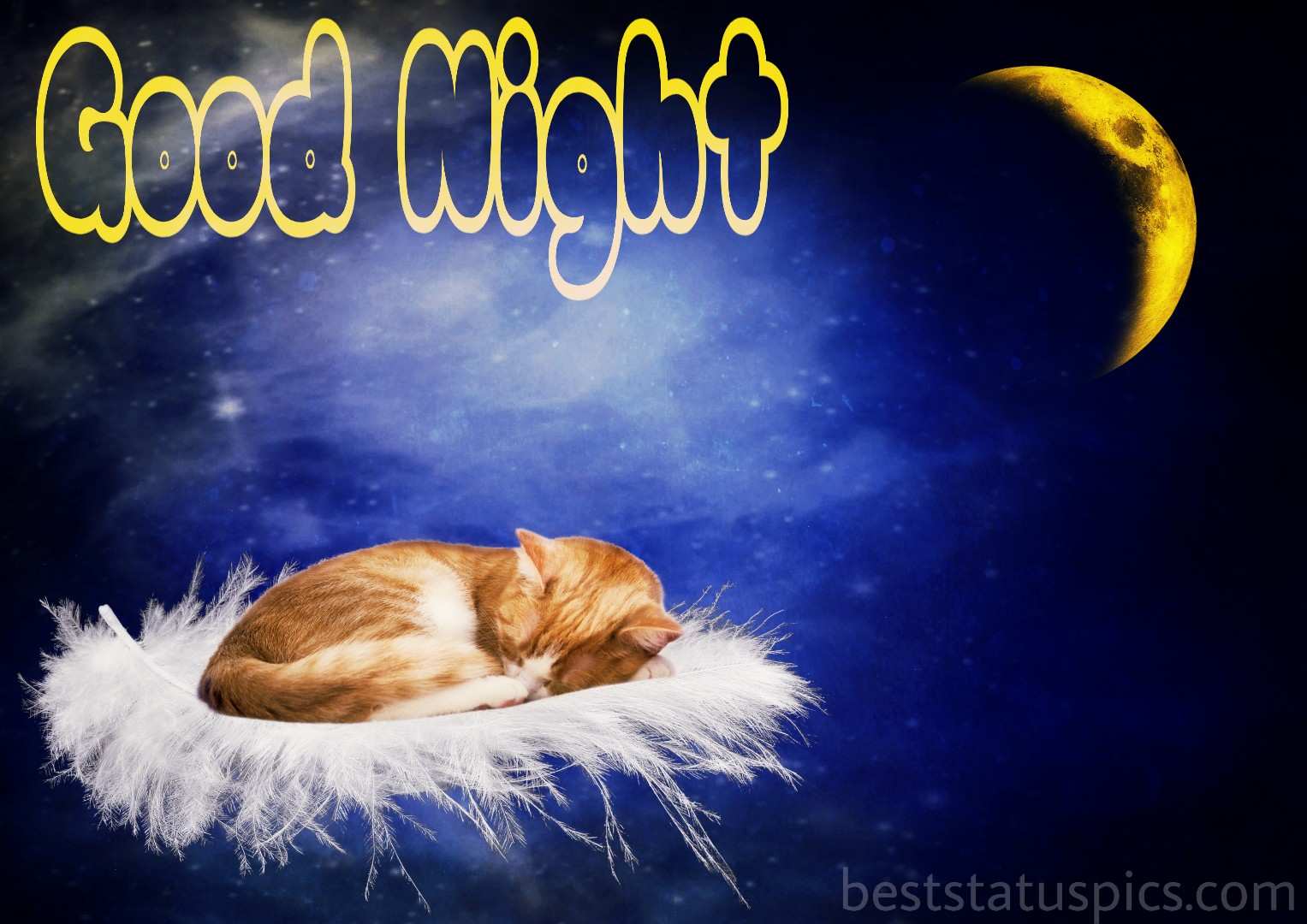 51 Beautiful Good Night Hd Images With Cat Kitty Kitten Best Status Pics