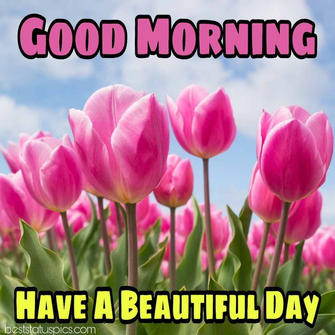 Beautiful Good morning wishes with pink flowers for friends and love