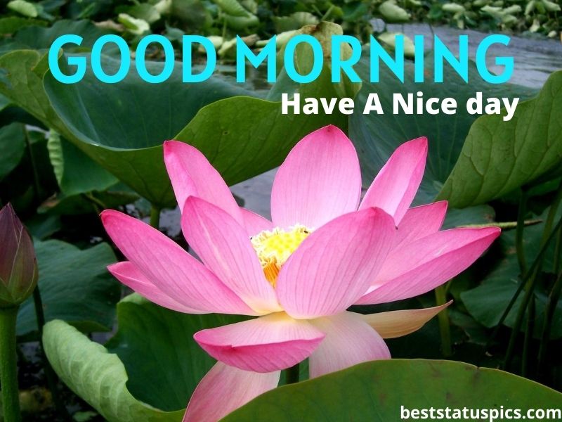 Good morning lotus cards and quotes for Whatsapp and Instagram story