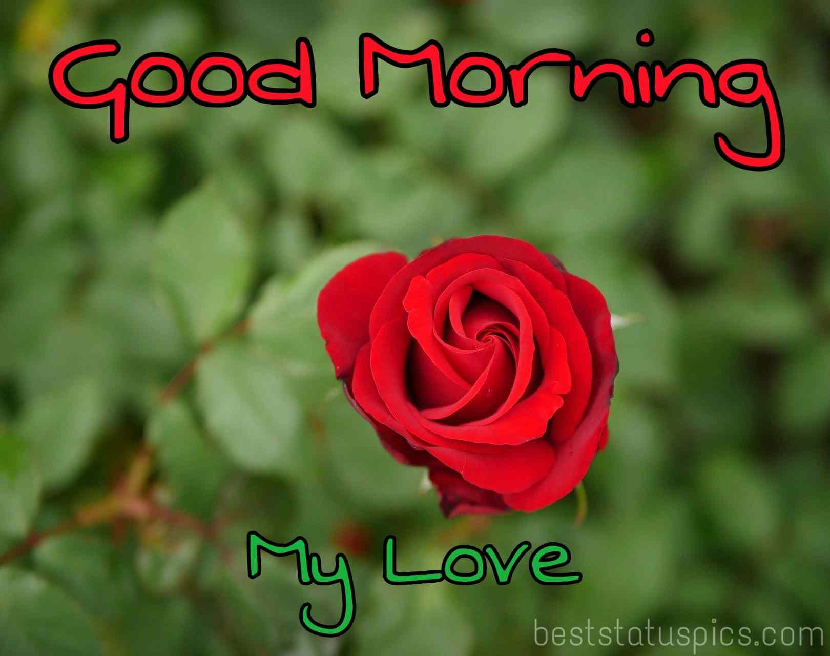 Good morning my love images with red rose for boyfriend and girlfriend