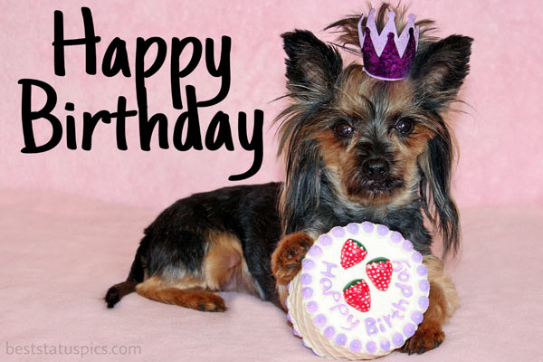 51+ Happy Birthday Dog And Puppy Images For Him Or Her - Best Status Pics