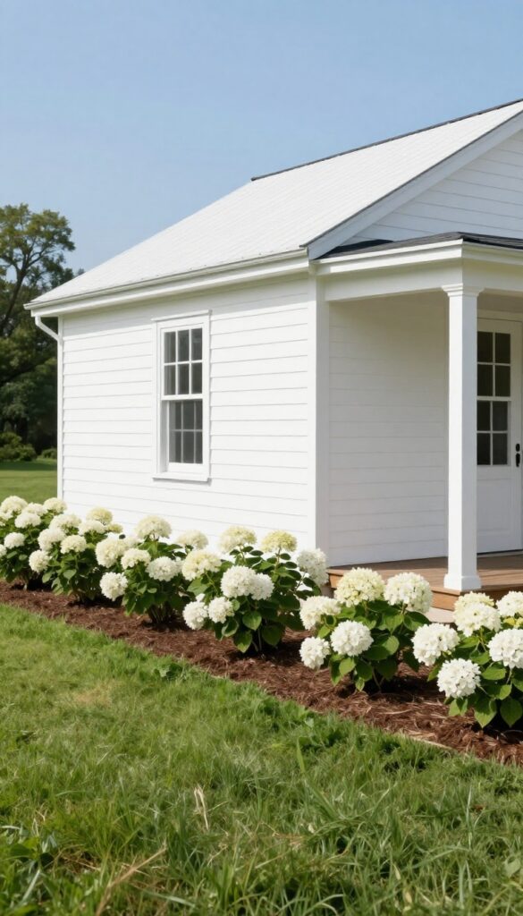 White hydrangea shrubs planted in a neat row along the foundation of a white farmhouse with dark mulch and a green lawn